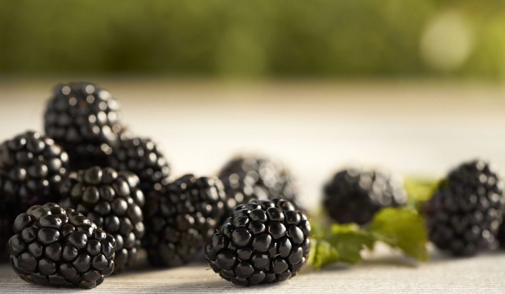 Böğürtlen Nedir? Çeşitleri, Özellikleri ve Faydaları Nelerdir?