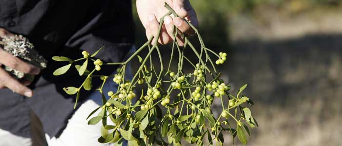 Ökse Otu Bitkisi Nasıl Kullanılır?