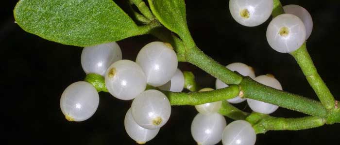 Ökse Otu Bitkisi Nedir?