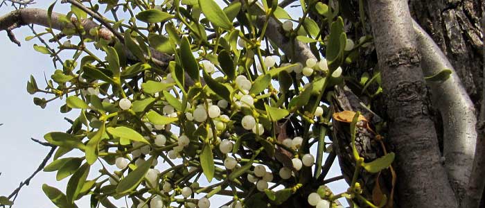 Ökse Otu Bitkisinin Faydaları Nelerdir?