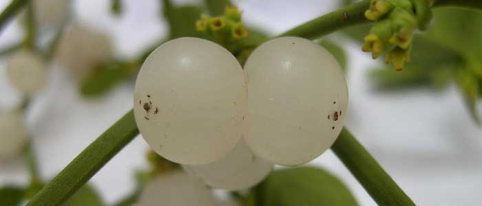 Ökse Otu Bitkisinin Yan Etkileri Nelerdir?