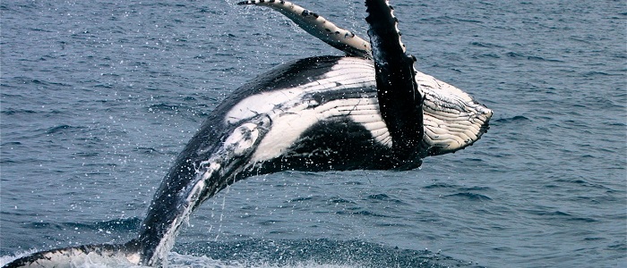 Balinalarda Görme ve İşitme Nasıldır?