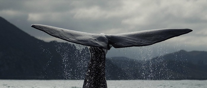 Balinalarda Üreme, Balinalar Nasıl Çiftleşir?