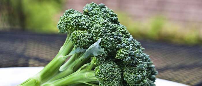 Brokolinin Özellikleri