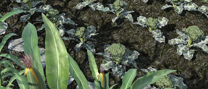 Brokolinin Yetiştirildiği Yerler