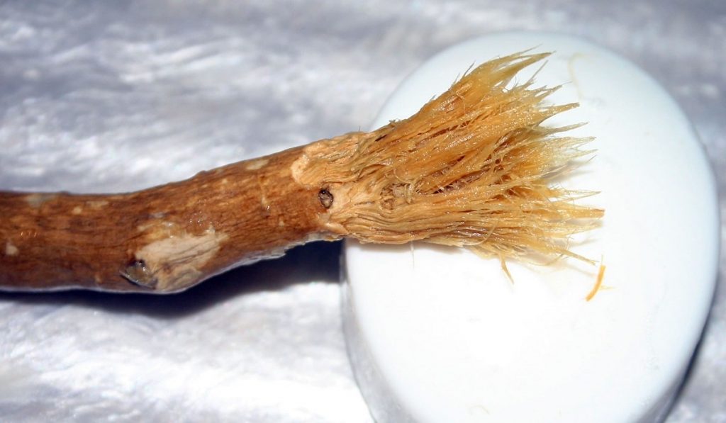 Misvak Ağacı Hakkında Bilgi; Nasıl Kullanılır? Faydaları Nelerdir?