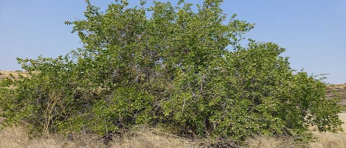 Misvak Ağacı Nerede Yetişmektedir?