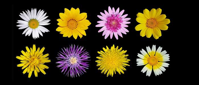 Papatyanın Çeşitleri