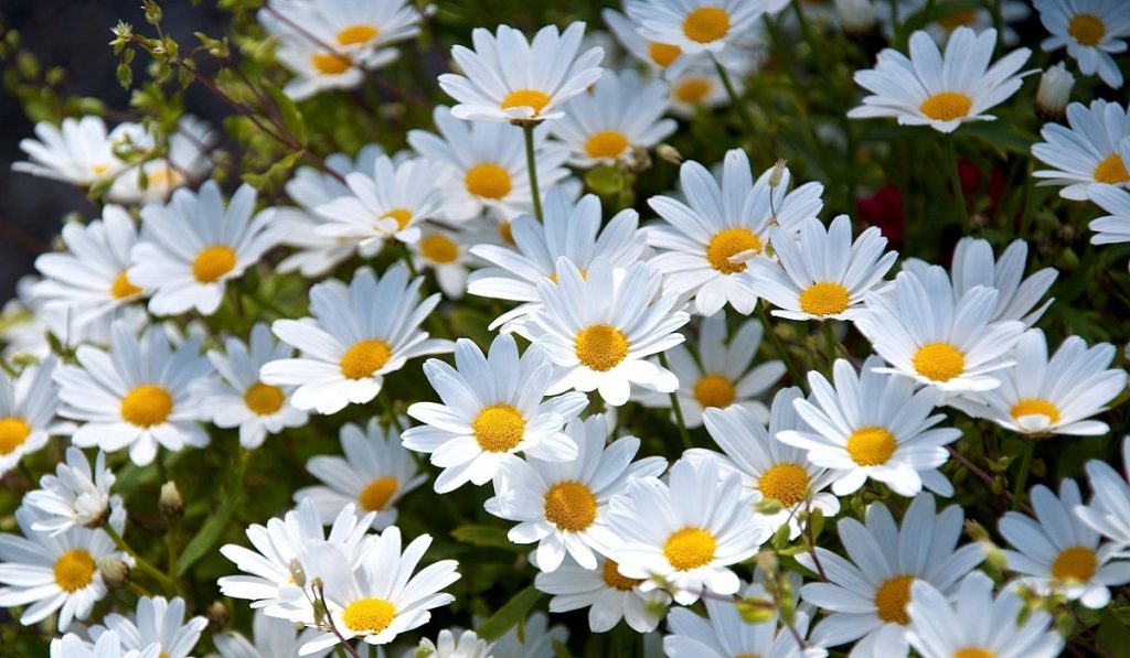 Papatya Nedir? Çeşitleri ve Özellikleri Nelerdir?