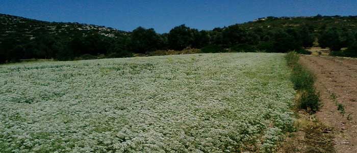 Anason Yetiştiriciliği