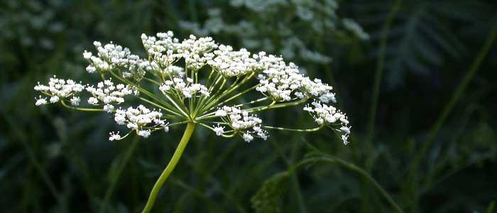 Anasonun Yan Etkileri Nelerdir?