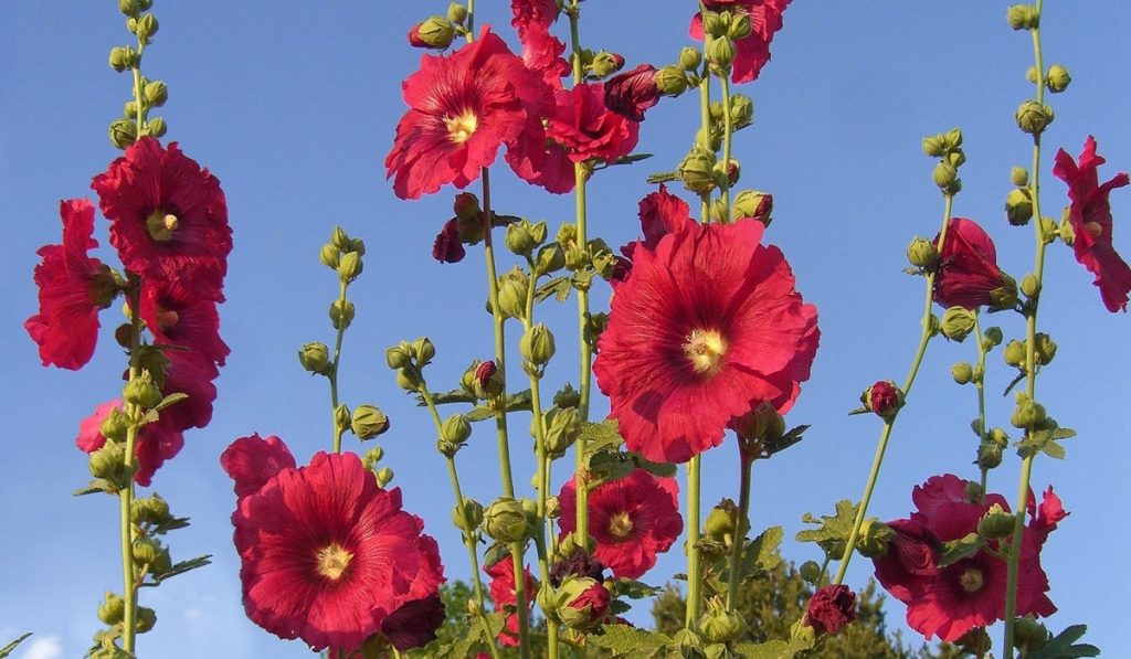 Hatmi Çiçeği Nedir? Nasıl Kullanılır? Faydaları ve Yan Etkileri Nelerdir?