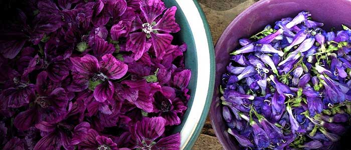 Hatmi Çiçeği Nasıl Kullanılır?