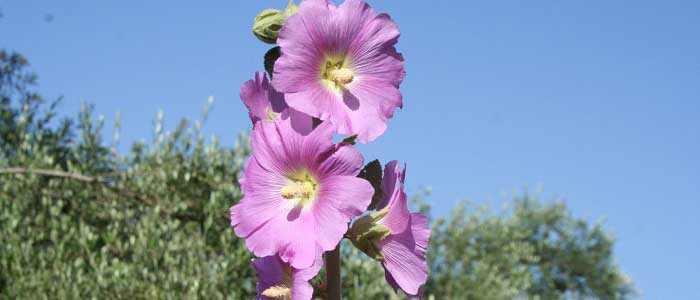 Hatmi Çiçeği Nedir?