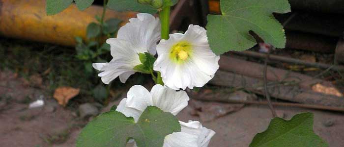 Hatmi Çiçeğinin Faydaları Nelerdir?