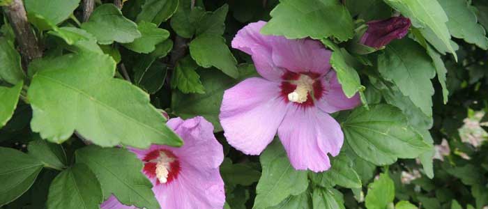 Hatmi Çiçeğinin Yan Etkileri Nelerdir?