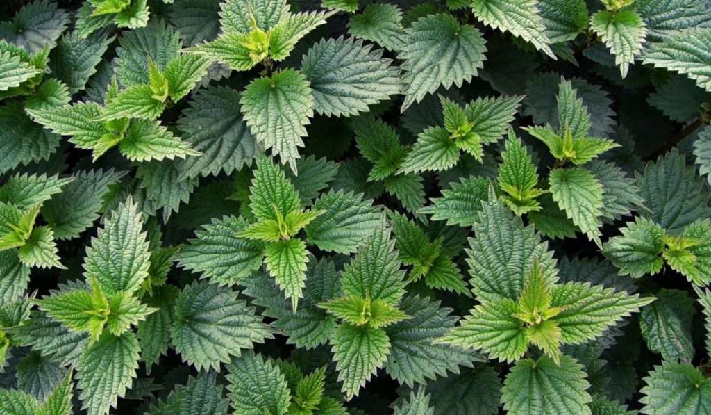 Isırgan Otu Nedir? Nasıl Kullanılır? Faydaları ve Yan Etkileri Nelerdir?