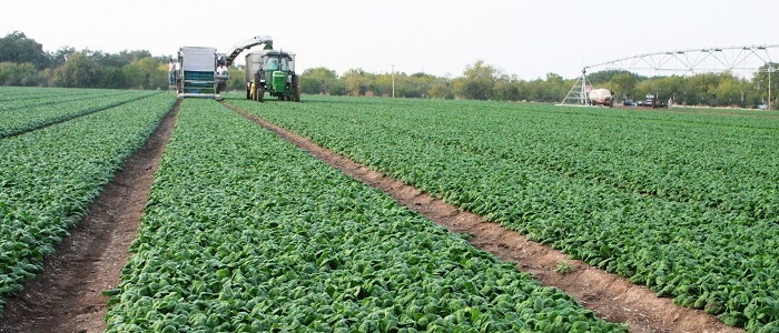 Ispanağın Özellikleri Nelerdir?