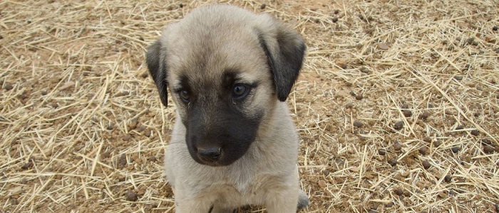 Kangal Köpeklerinde Aşı Takvimi