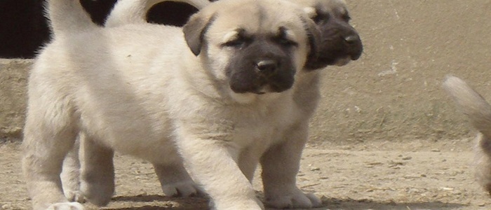 Kangal Köpeğinin Kökeni