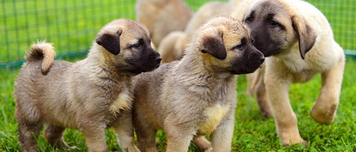 Kangal Köpeklerinde Beslenme ve Bakım