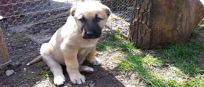Kangal Köpeklerinde Kulak Kesimi