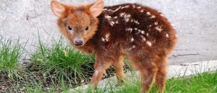 Pudu Nedir?