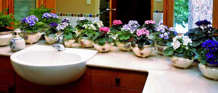 Menekşenin Çeşitleri (Türleri) Nelerdir?