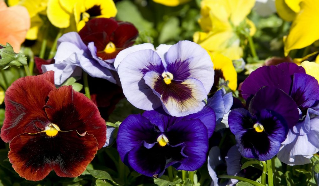 Menekşe Nedir? Çeşitleri ve Özellikleri Nelerdir?