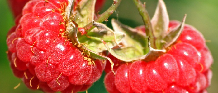 Ahududunun Çeşitleri Nelerdir?