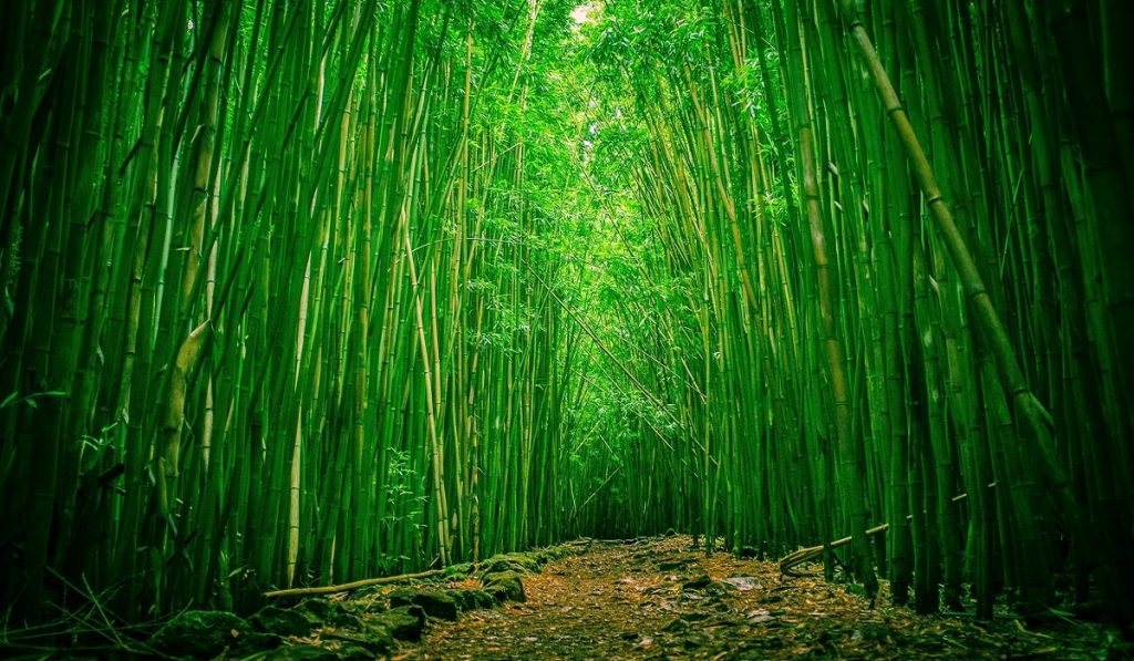 Bambu Ağacı Nedir? Özellikleri Nelerdir? Ne işe yarar?