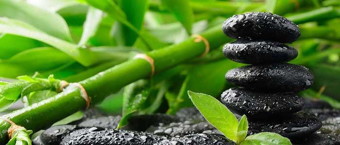 Bambu Ağacı Nedir?