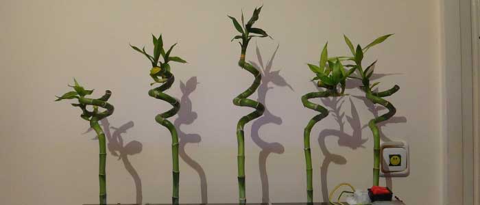 Bambu Bitkisi Nasıl Çoğaltılır ?