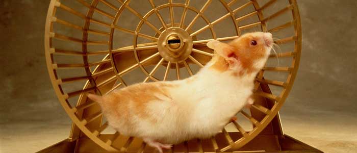 Hamster Nedir?