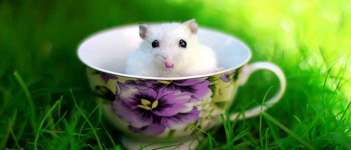 Hamsterların Özellikleri Nelerdir?
