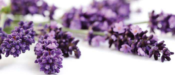 Lavanta Nedir?