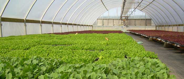 Organik Tarım Nasıl Yapılır?