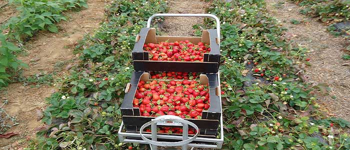 Organik Tarım Nedir?