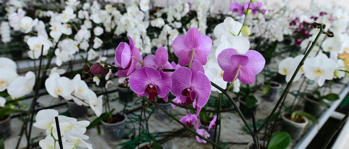 Orkidenin Bakımı ve Sulaması Nasıl Olmalıdır?