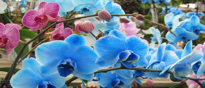 Orkidenin Özellikleri Nelerdir?