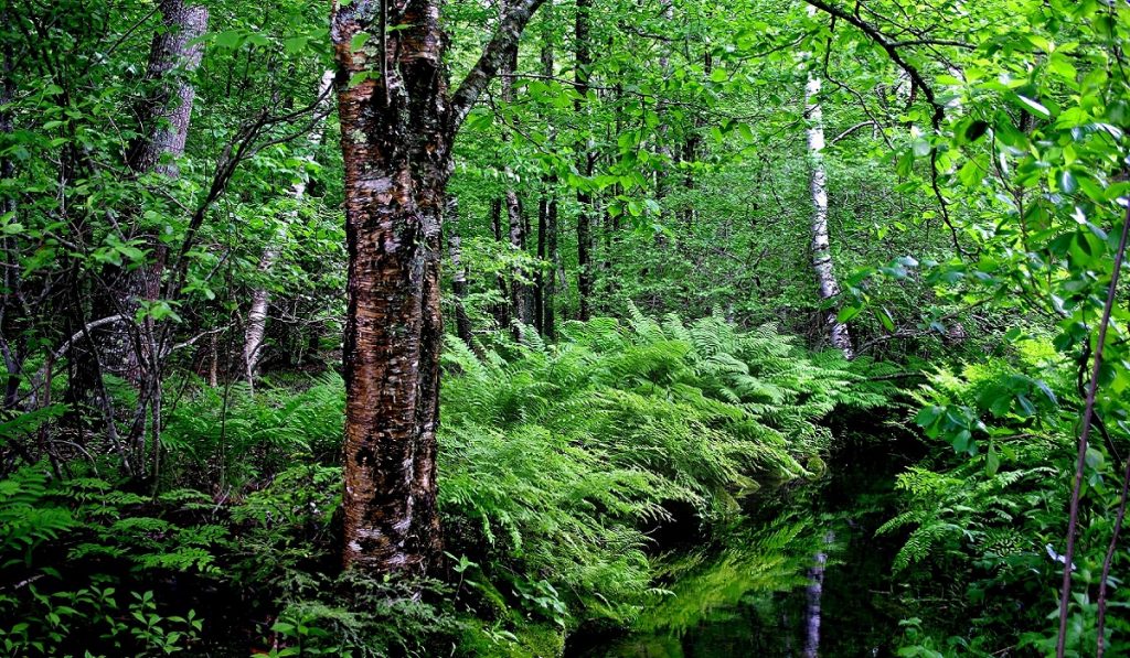 Orman Nedir? Türleri, Önemi ve Faydaları Nelerdir?