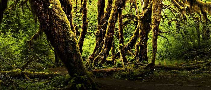 Orman Türleri Nelerdir?