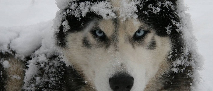 Sibirya Kurdu (Husky) Nedir?