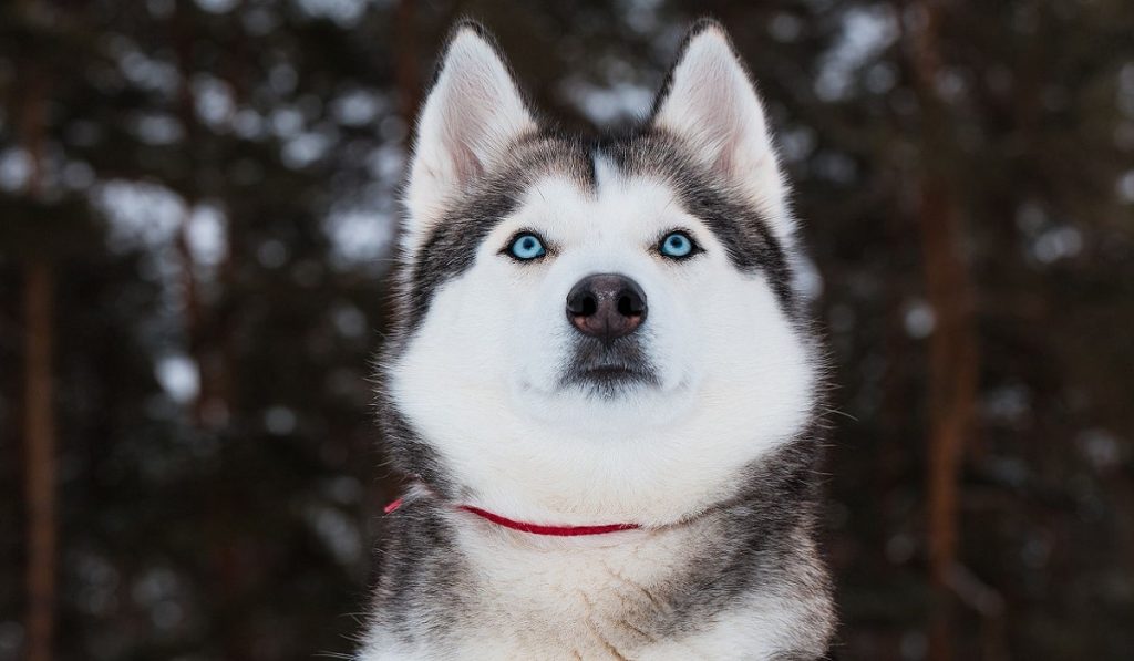 Sibirya Kurtları (Husky) Hakkında Bilgi; Sibirya Kurdu Nedir? Özellikleri Nelerdir?