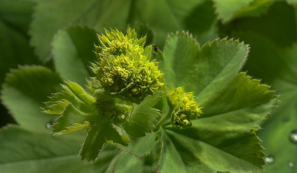 Aslanpençesi Bitkisi Nedir? Nasıl Kullanılır? Faydaları ve Yan Etkileri Nelerdir?
