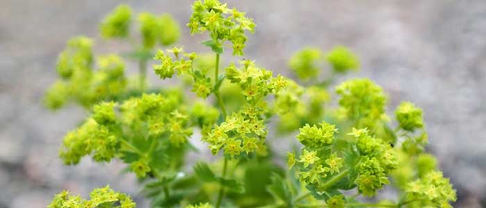 Aslanpençesi Bitkisi Nedir?