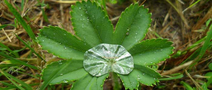 Aslanpençesi Bitkisinin Faydaları Nelerdir?