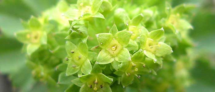 Aslanpençesi Bitkisinin Yan Etkileri Nelerdir?