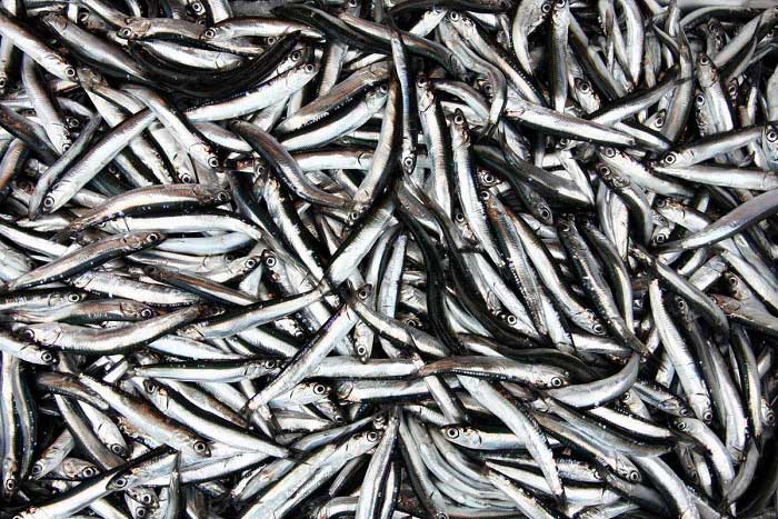 Hamsi Balıkları Hakkında Bilgi; Hamsi Balığı Nedir? Özellikleri Nelerdir?