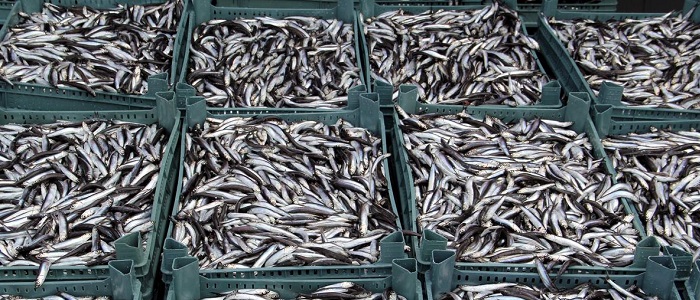 Hamsinin Bilimsel Sınıflandırması